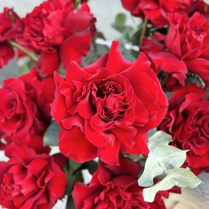 15 пышных красных роз Хартс с эвкалиптом в коробке