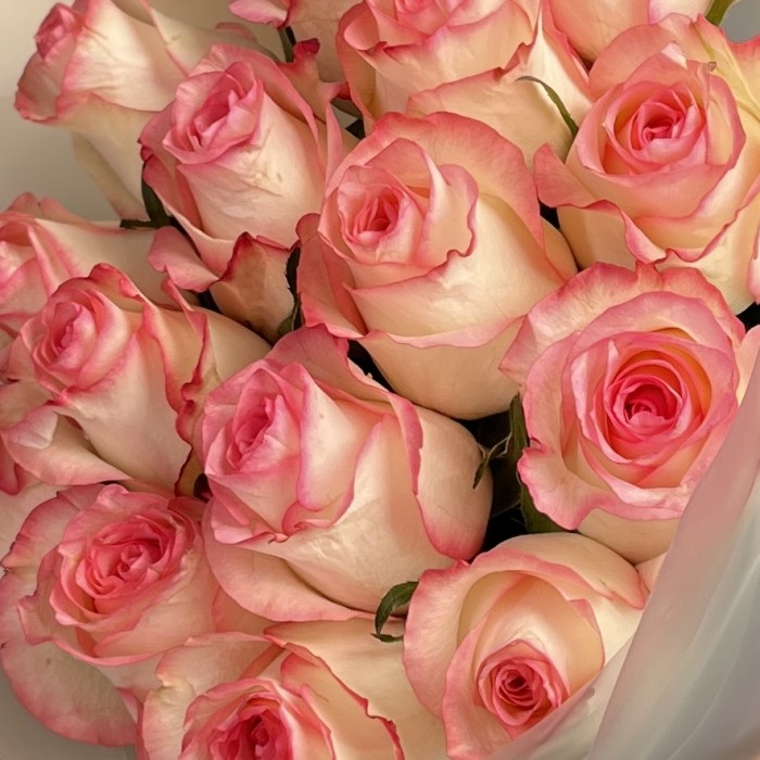 15 светло-розовый роз Джумилия 60 см