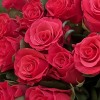 15 малиновых роз Такаци 50 см