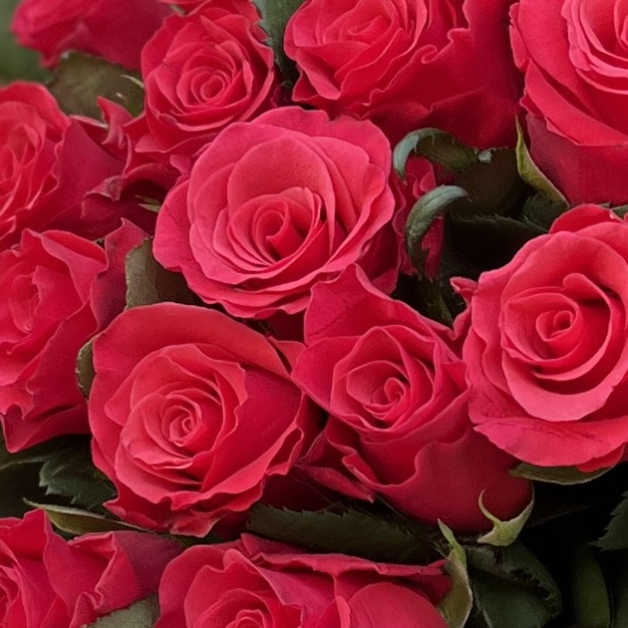 15 малиновых роз Такаци 50 см