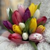 15 тюльпанов микс в коробке Котик