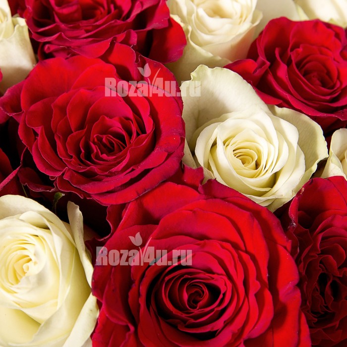15 красных и белых роз в коробке