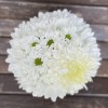 Белая композиция из хризантем в коробке