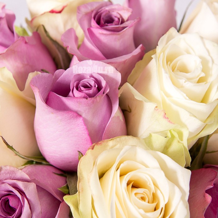 15 сиреневых и белых роз в коробке