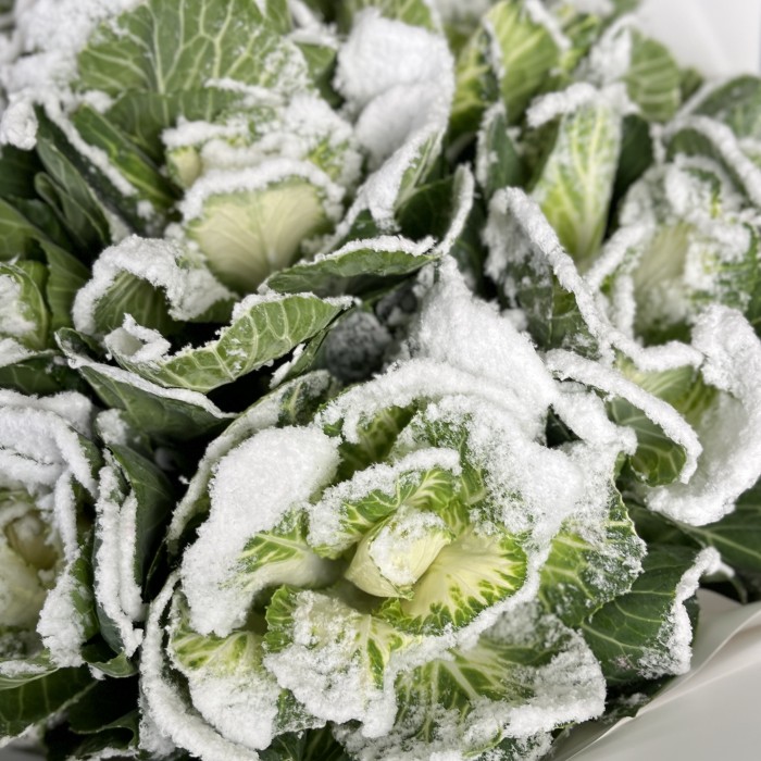 15 заснеженных брассики
