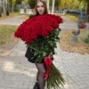 151 ароматная красная роза 120 см