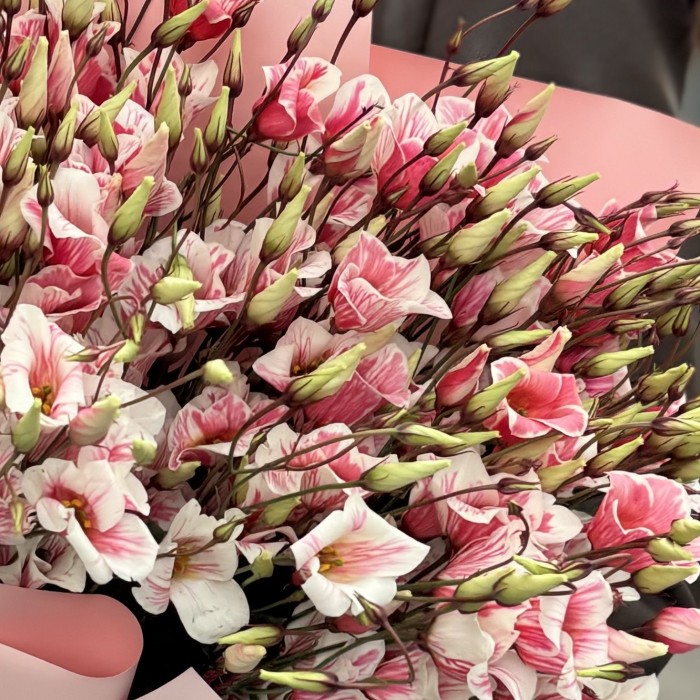 Букет из 15 бело-розовых крашеных эустом