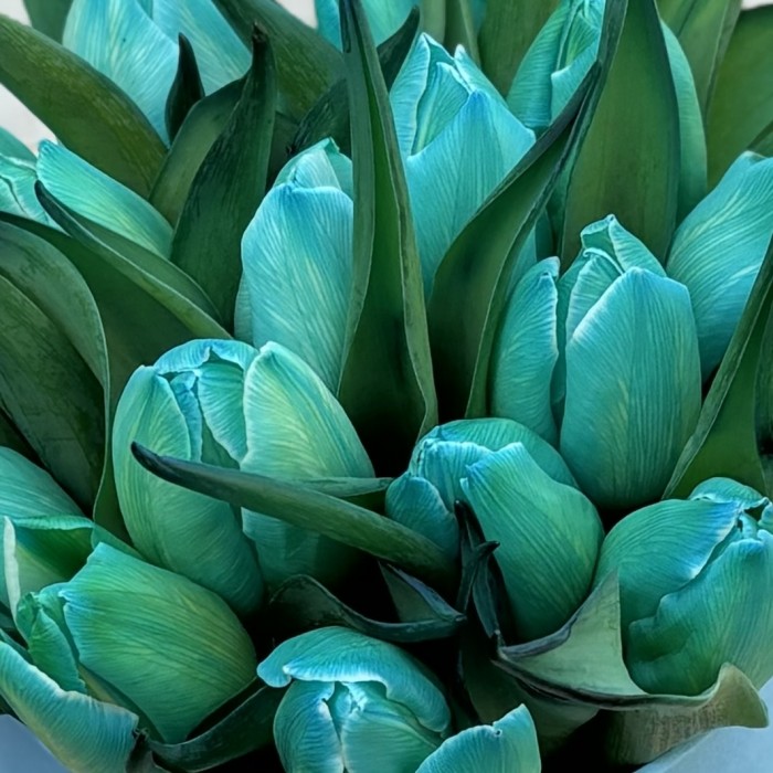 15 бирюзовых тюльпанов в коробке