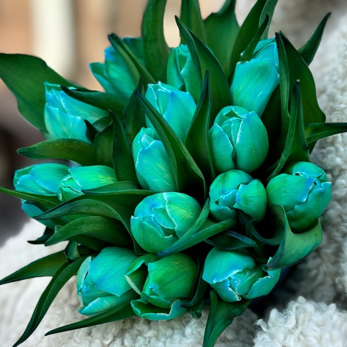 15 бирюзовых тюльпанов в коробке