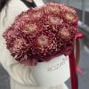 15 бордовых хризантем в коробке