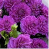 15 фиолетовых георгин