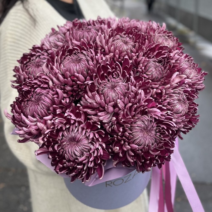 15 фиолетовых хризантем в коробке