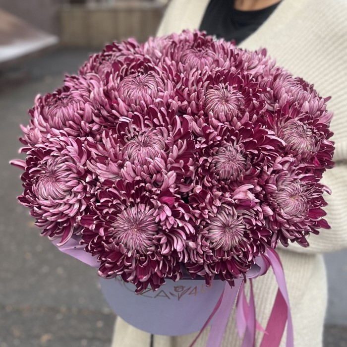 15 фиолетовых хризантем в коробке
