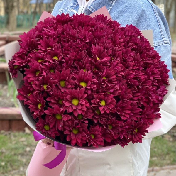 15 фиолетовых кустовых хризантем Бакарди