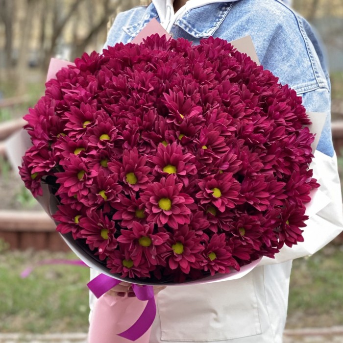 15 фиолетовых кустовых хризантем Бакарди