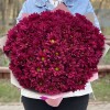 15 фиолетовых кустовых хризантем Бакарди