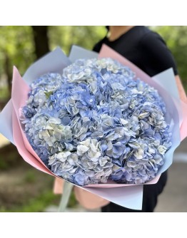 15 голубых гортензий