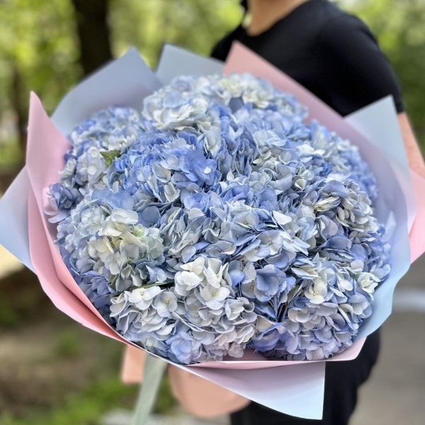 15 голубых гортензий