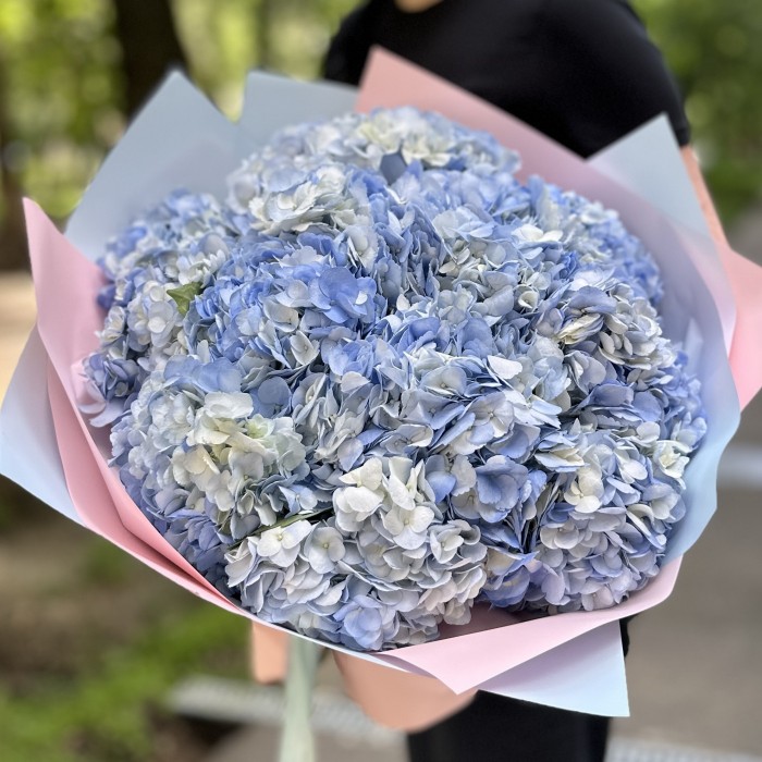 15 голубых гортензий