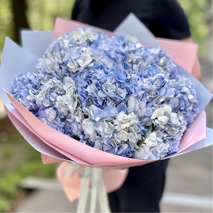 15 голубых гортензий
