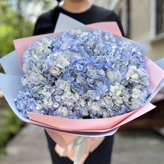 15 голубых гортензий