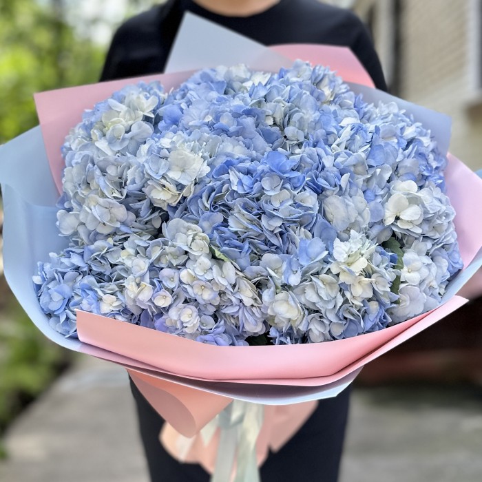 15 голубых гортензий