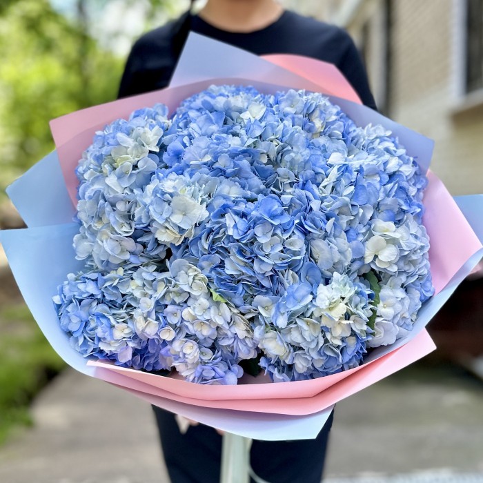 15 голубых гортензий