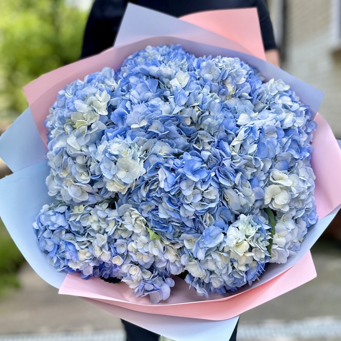15 голубых гортензий