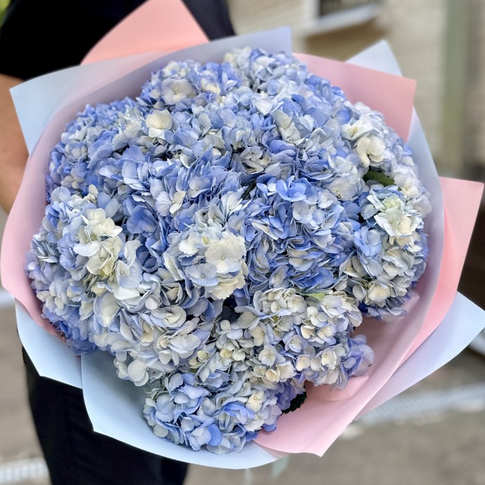 15 голубых гортензий