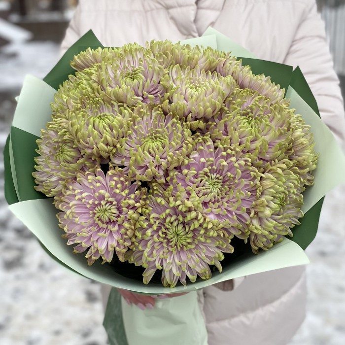 15 сиренево-зеленых  хризантем Зембла