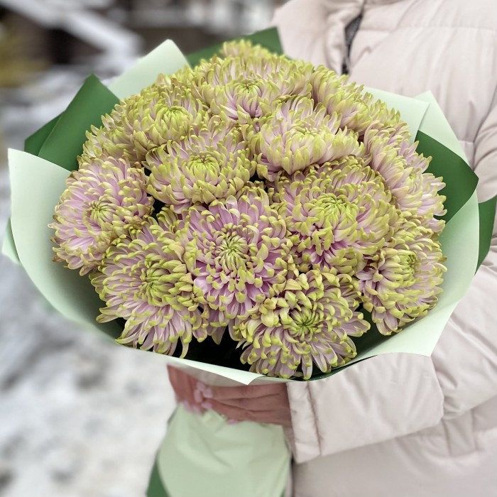 15 сиренево-зеленых  хризантем Зембла