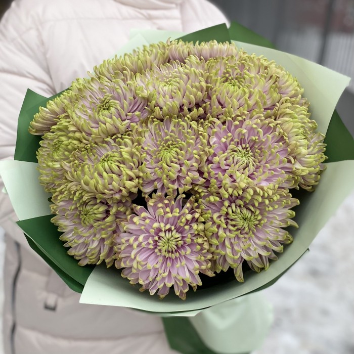 15 сиренево-зеленых  хризантем Зембла