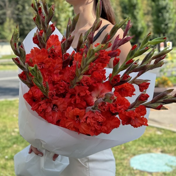 15 красных гладиолусов
