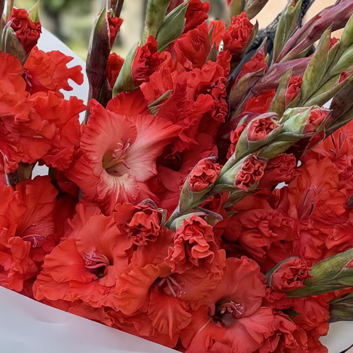 15 красных гладиолусов