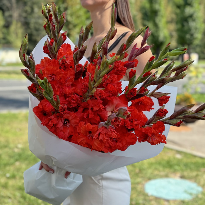 15 красных гладиолусов