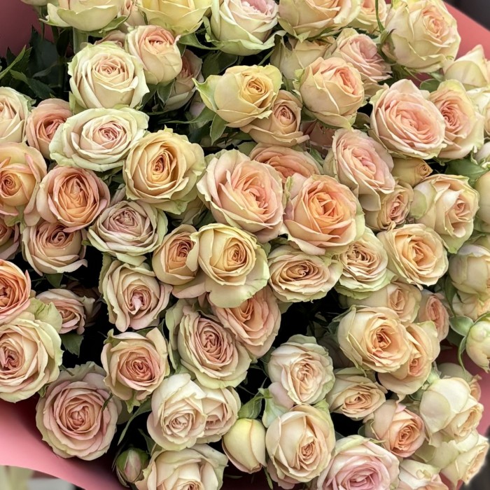 15 кремово-розовых кустовых роз Азор 50 см