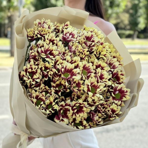 15 кустовых хризантем Хайдар Елоу