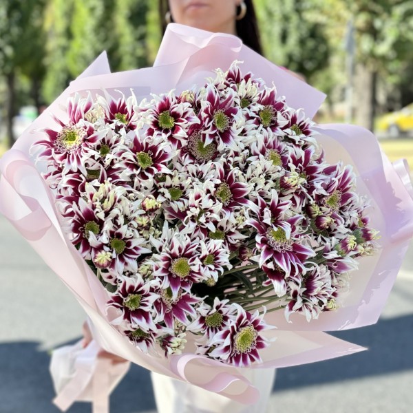 15 кустовых хризантем Саба