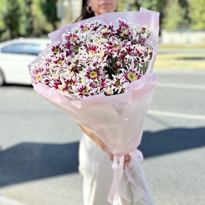 15 кустовых хризантем Саба