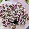 15 кустовых хризантем Саба