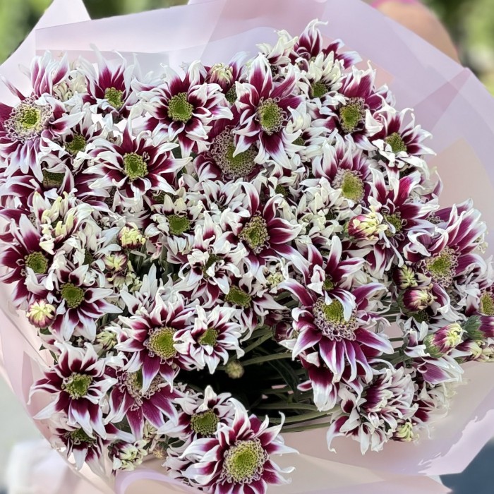 15 кустовых хризантем Саба