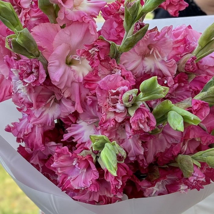 15 малиновых гладиолусов