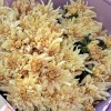 15 персиковых кустовых хризантем Балтика