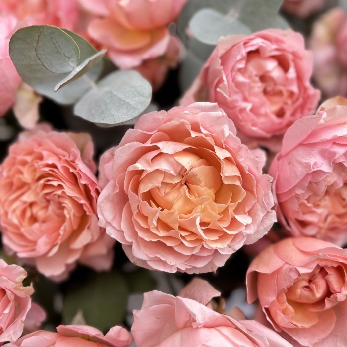 15 пионовидных кустовых роз Джульетта в коробке