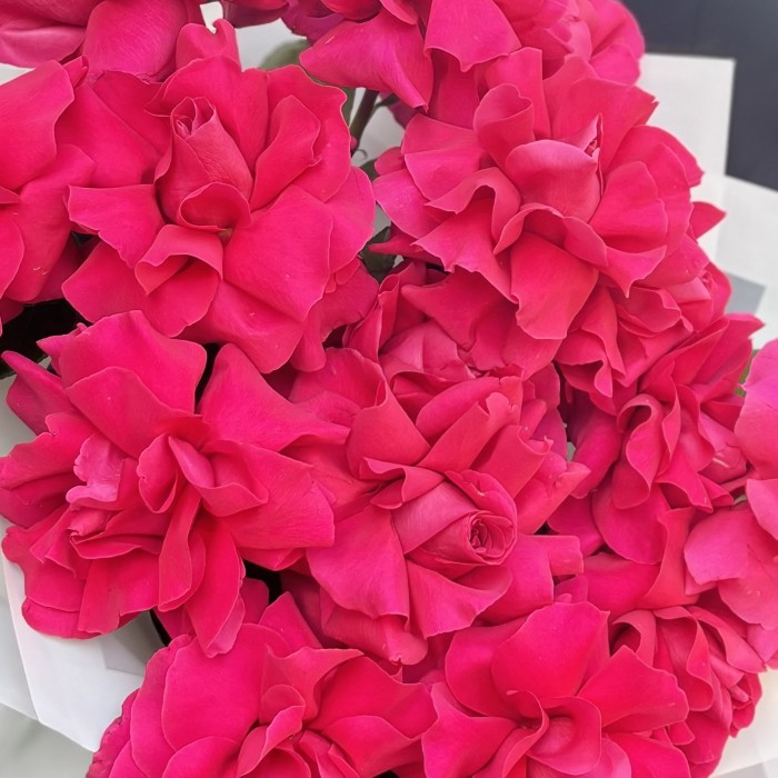 15 пышных малиновых роз в упаковке