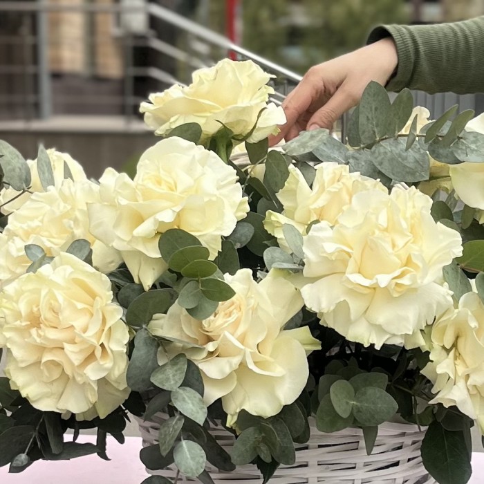 15 пышных роз Мондиаль с эвкалиптом в корзине