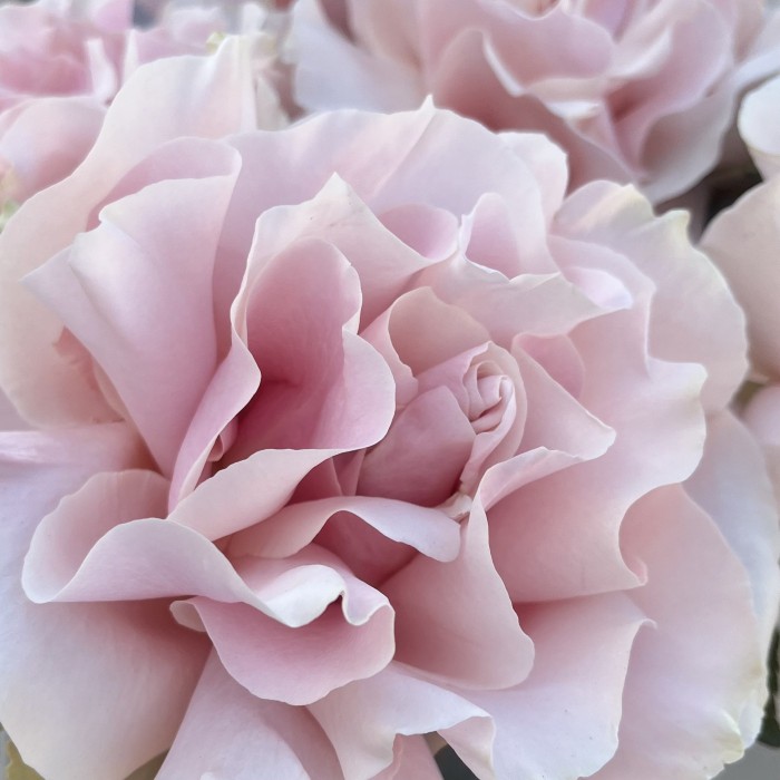 15 пышных роз Пинк Мондиаль