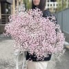 15 розовых гипсофил в упаковке