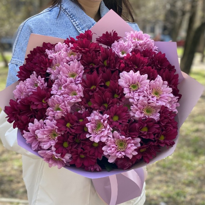 15 розовых и фиолетовых кустовых хризантем
