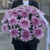 15 сиреневых хризантем в корзине